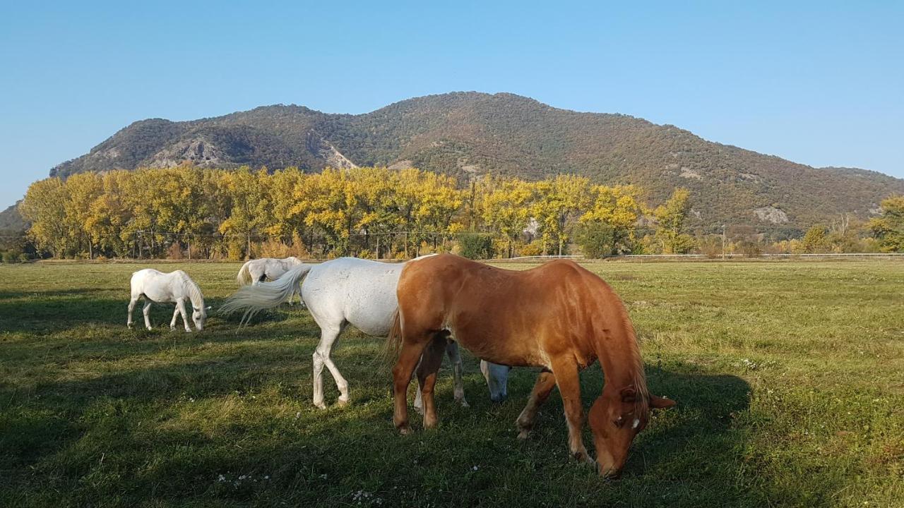 Albatross Villa Dömös Dış mekan fotoğraf